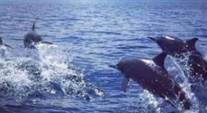 Bali Dolphin Tour Package