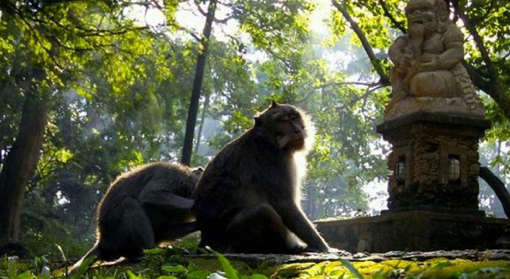 Ubud-Monkey-Forest-Tour